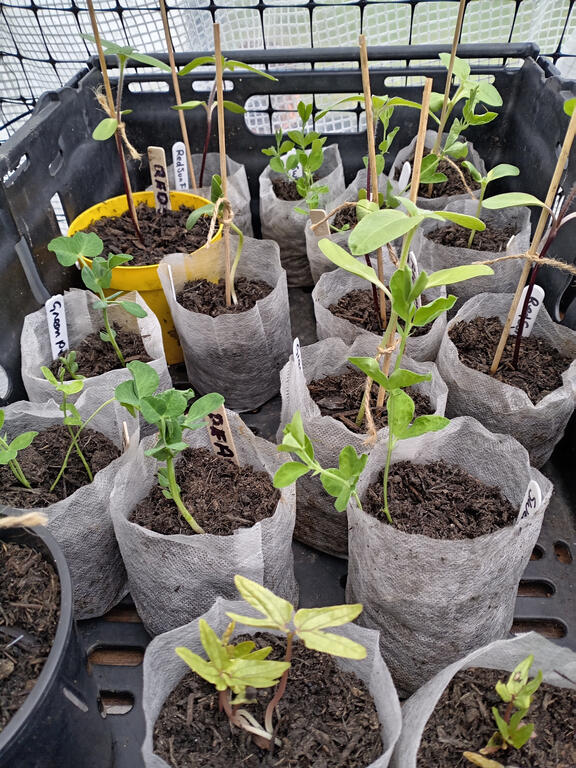 First seedlings ready for hte honesty stall plants for sale