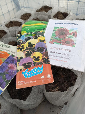 example of differerent seeds various seeds ready for sowing.