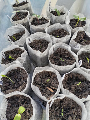 First signs of germination growth of seedling through the soil.