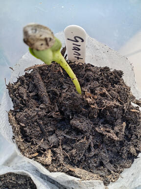 Giant Sun Flower seedling germinated seedling in a pot