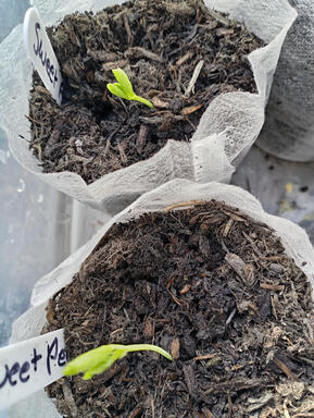 sweet pea seedling first sweet pea germination